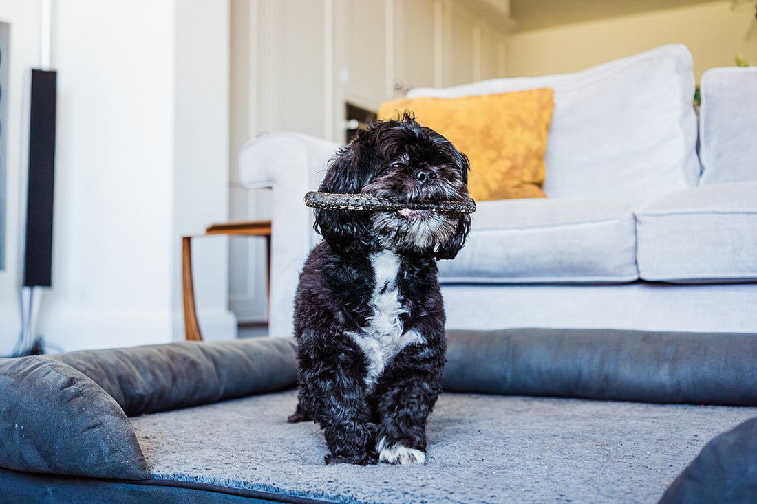 3 Budget-Friendly Ways to Boost Your Dog’s Oral Health (No Toothbrush Required!)