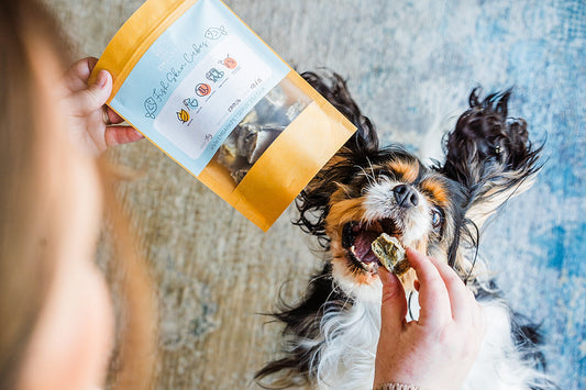 A tri colour Cavalier King Charles Spaniel jumping up excitedly to take a fish skin cube treat from a person holding it. The Cavalier's ears are sticking up in a funny way and her mouth wide open ready to grab the treat.