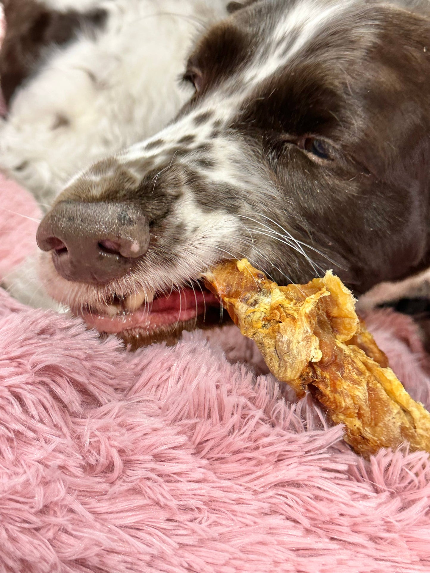 Crocodile Rib Hypoallergenic Dog Treats
