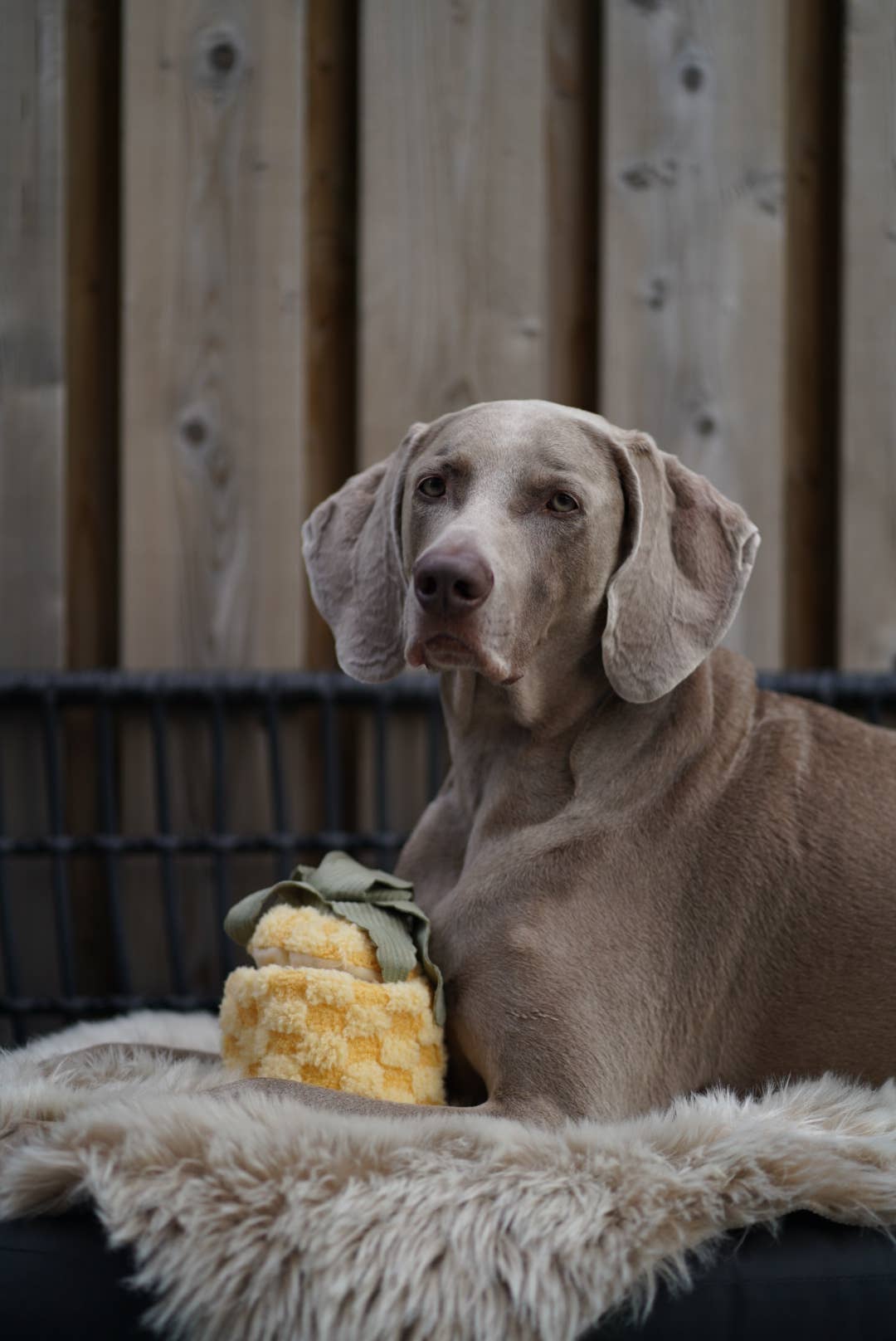 Lambwolf Pineapple Pop Enrichment Dog Toy | Squeaky + Snuffle Toy