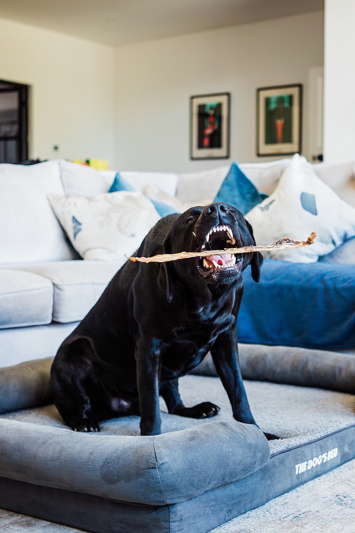 Beef Achilles Tendon