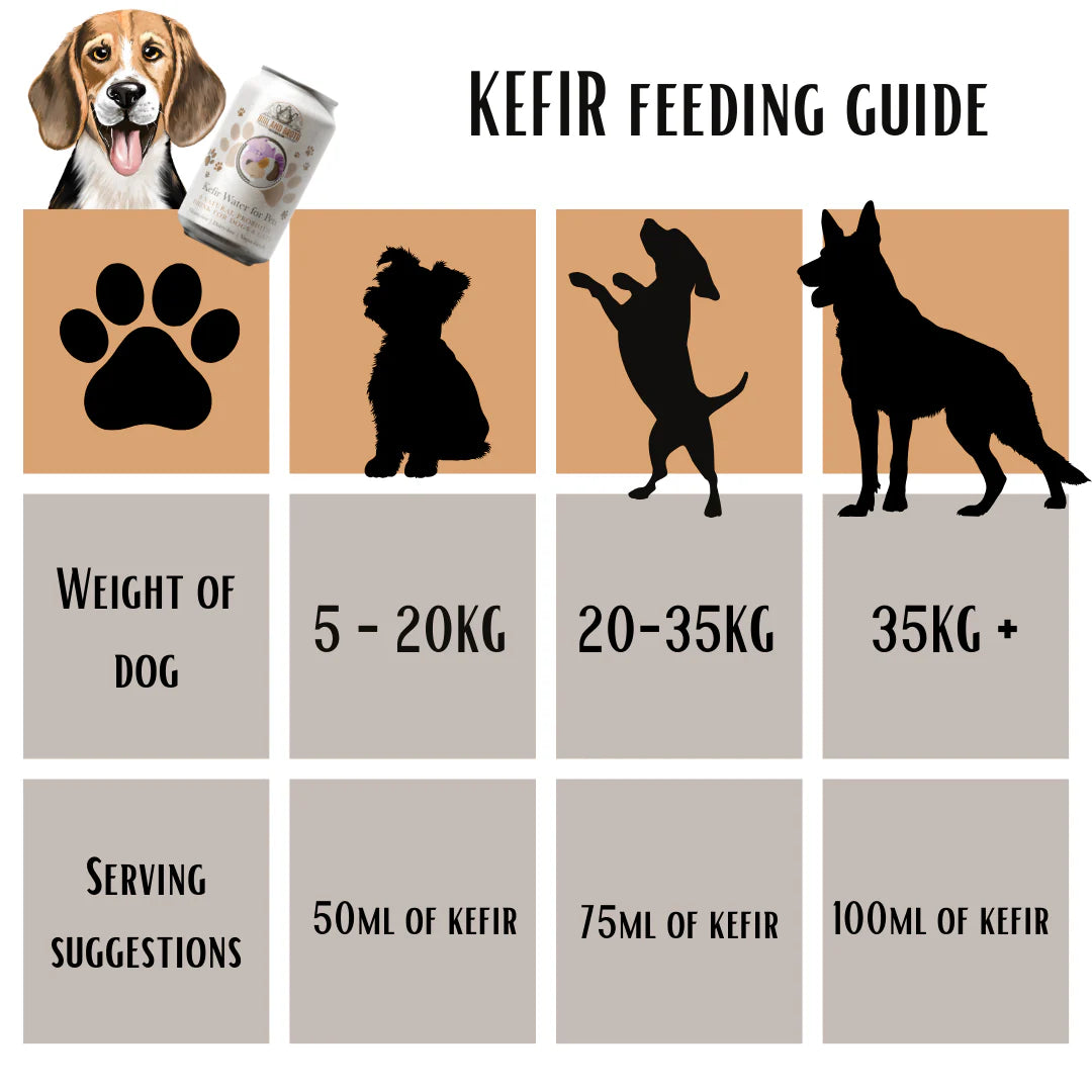 Boil and Broth Kefir Water For Dogs