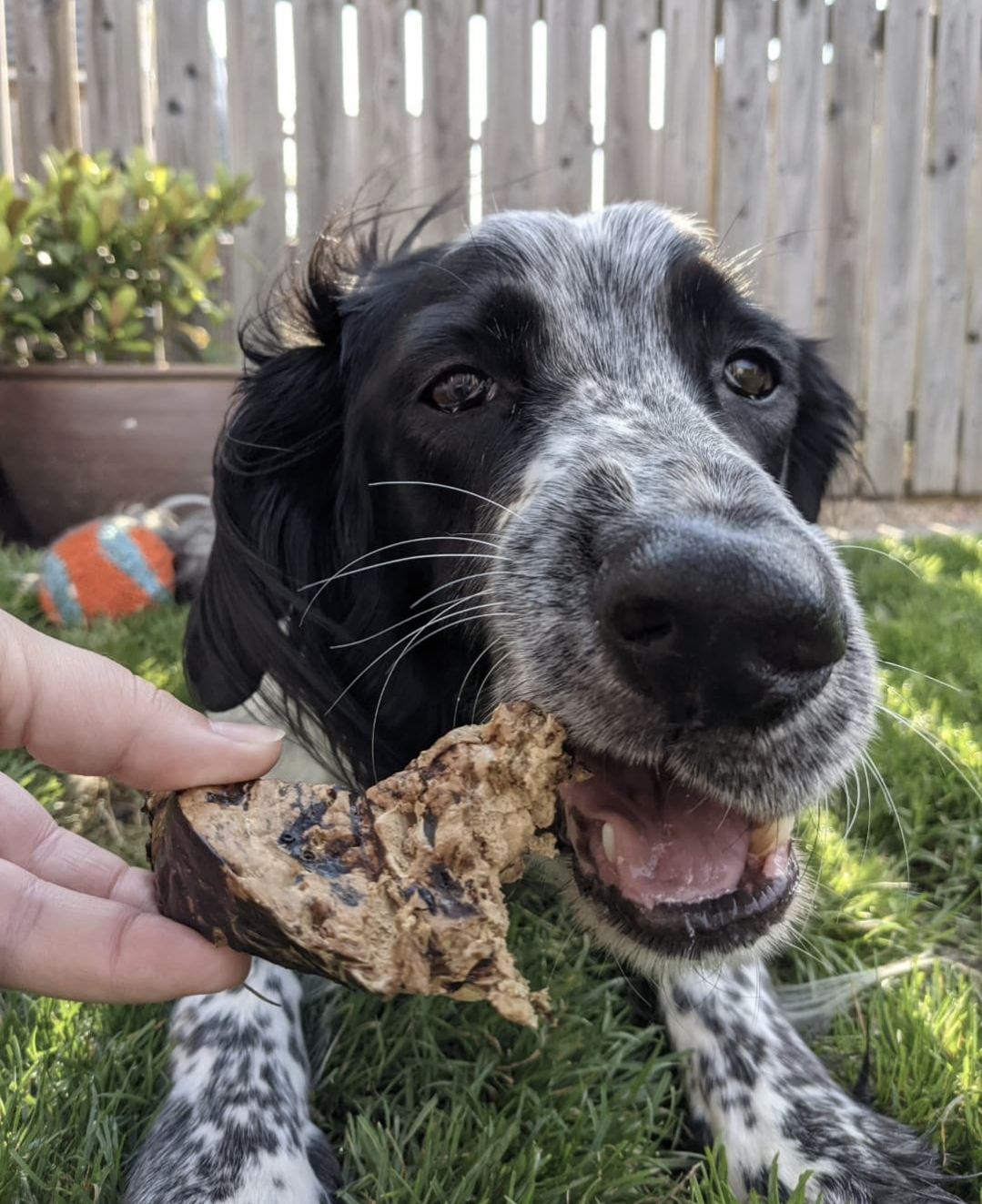 Lamb Lung