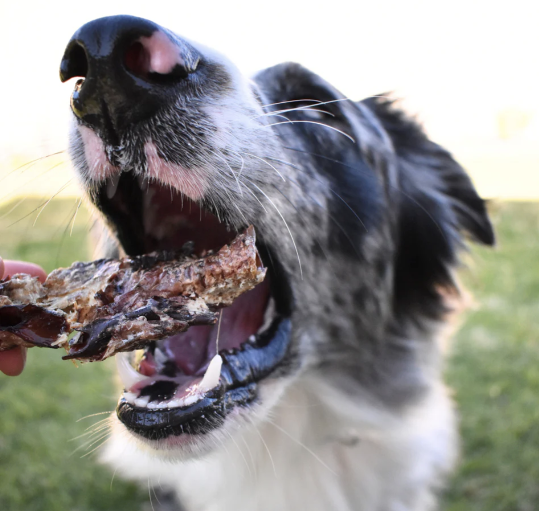 Kangaroo Trachea