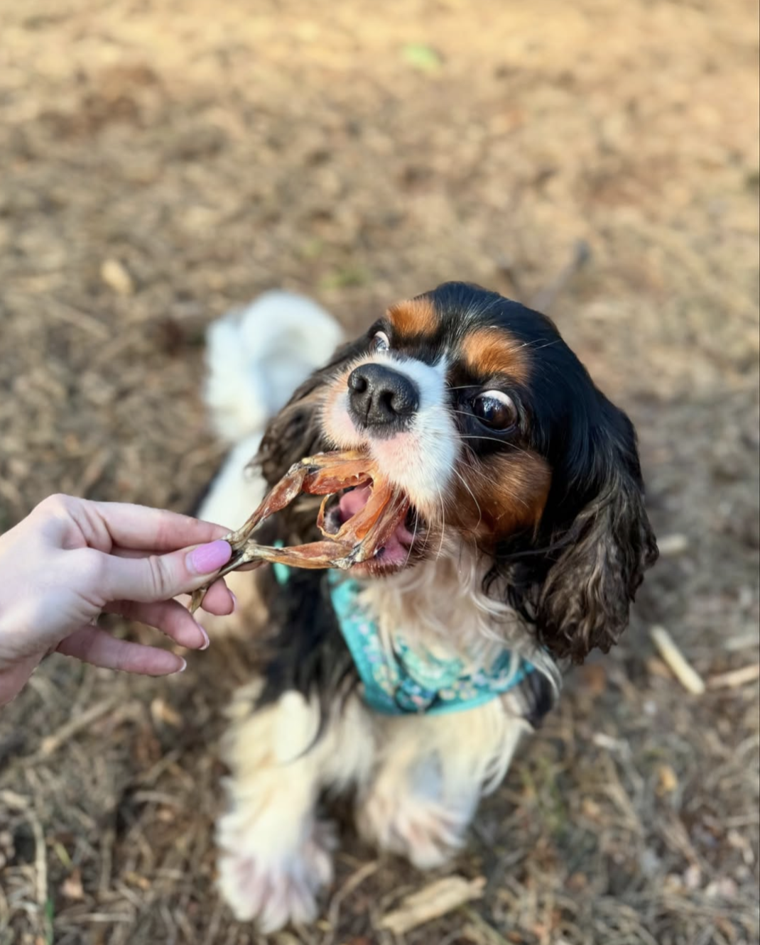Dehydrated Frog Legs