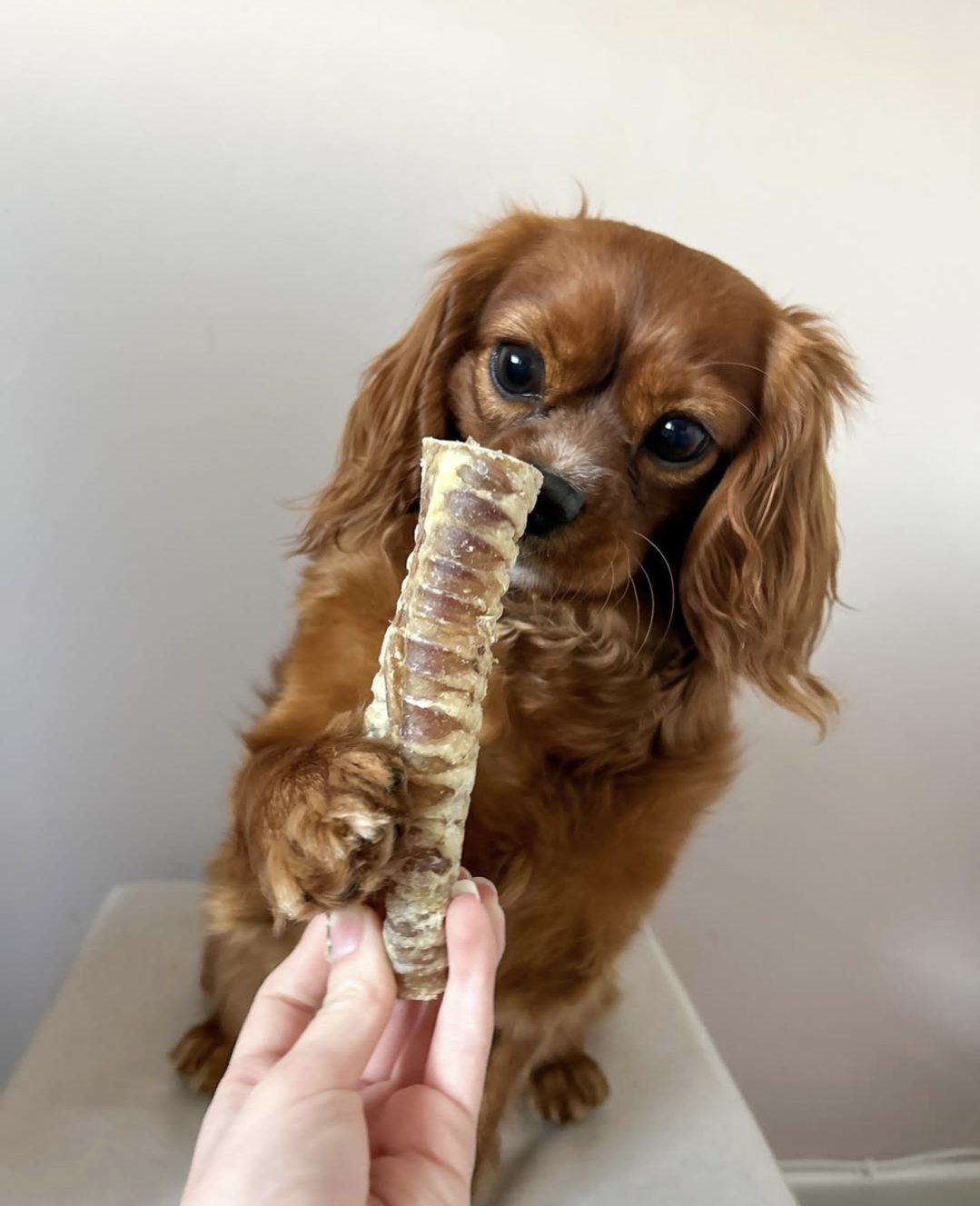 Beef Trachea