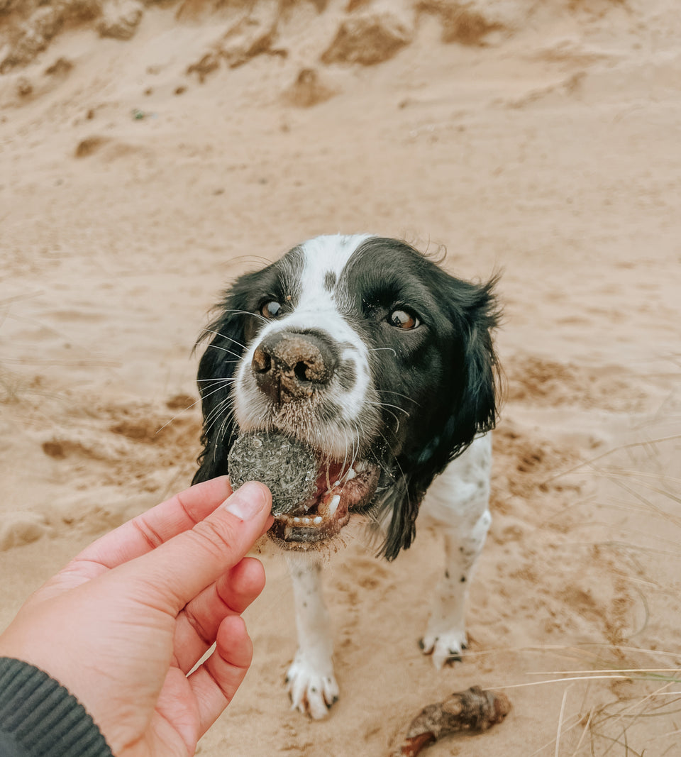 Cod and Blueberry Coins