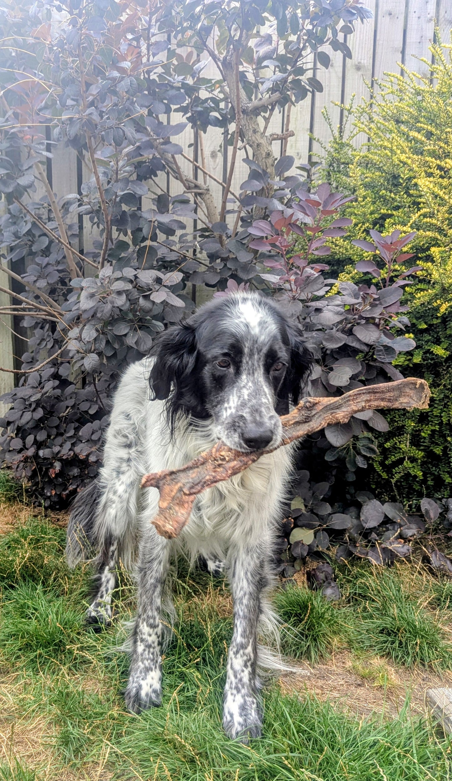Giant Bully Jerky