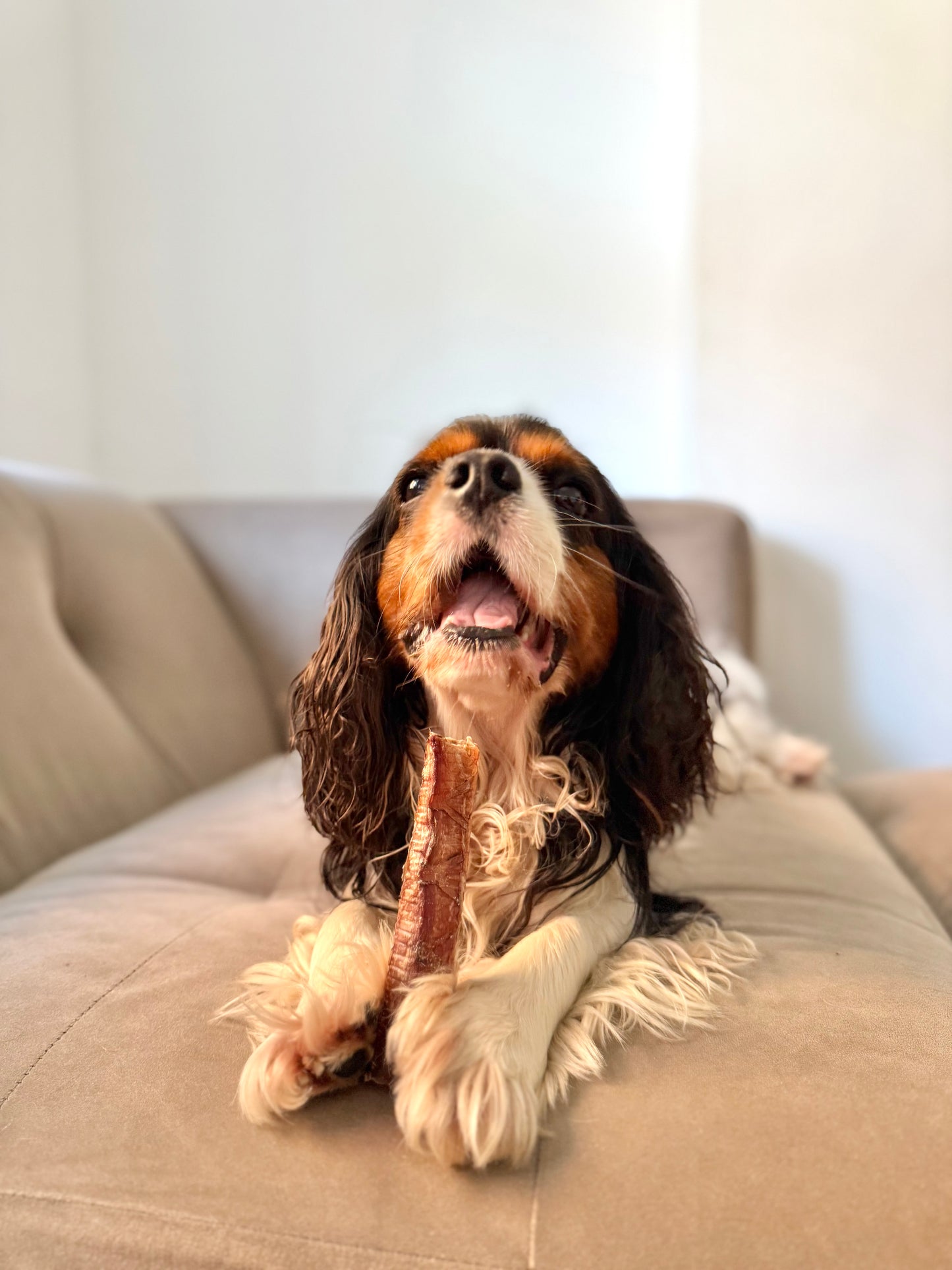 JR Pet Products Ostrich Straws