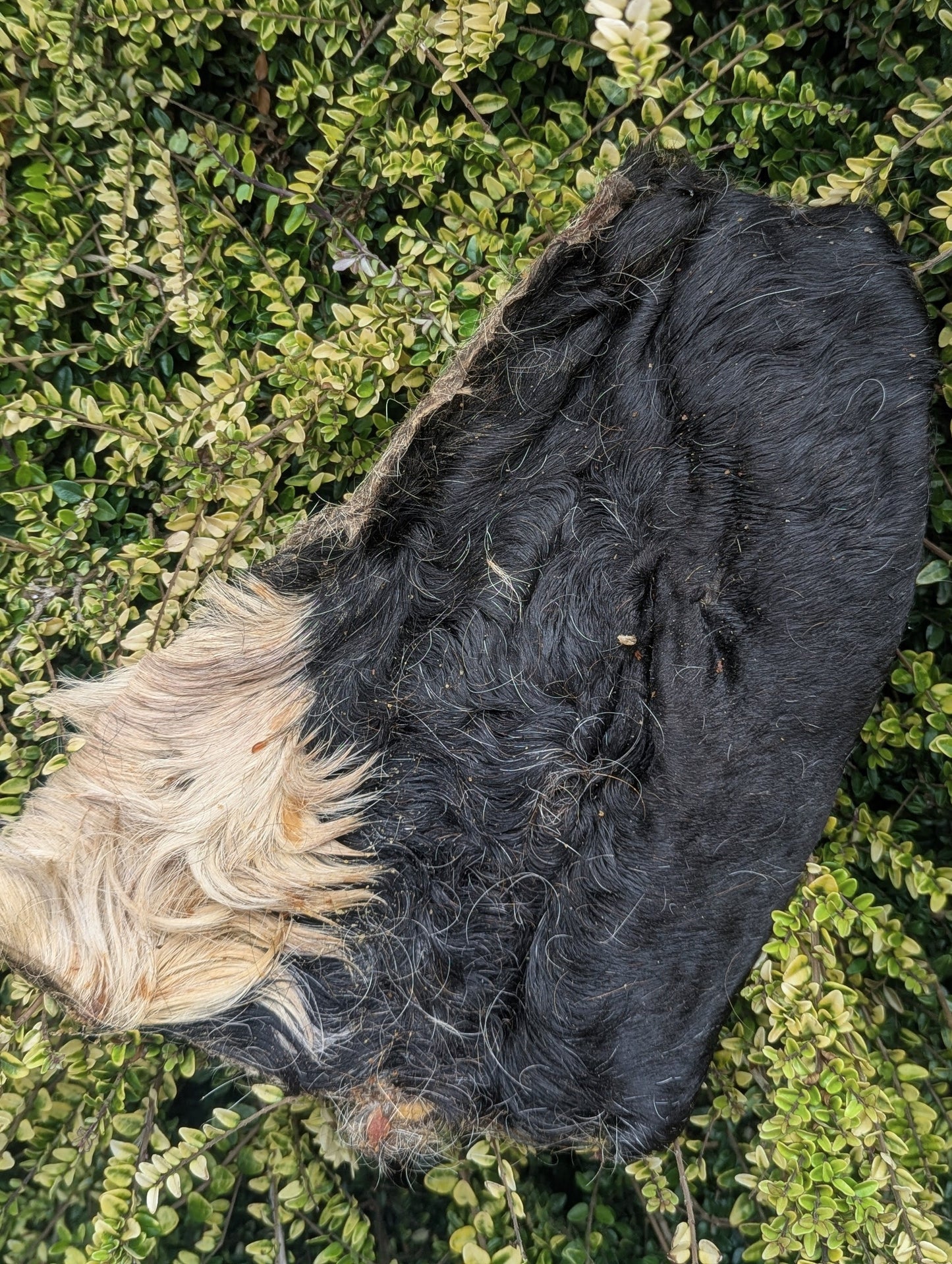 Hairy Beef Bark