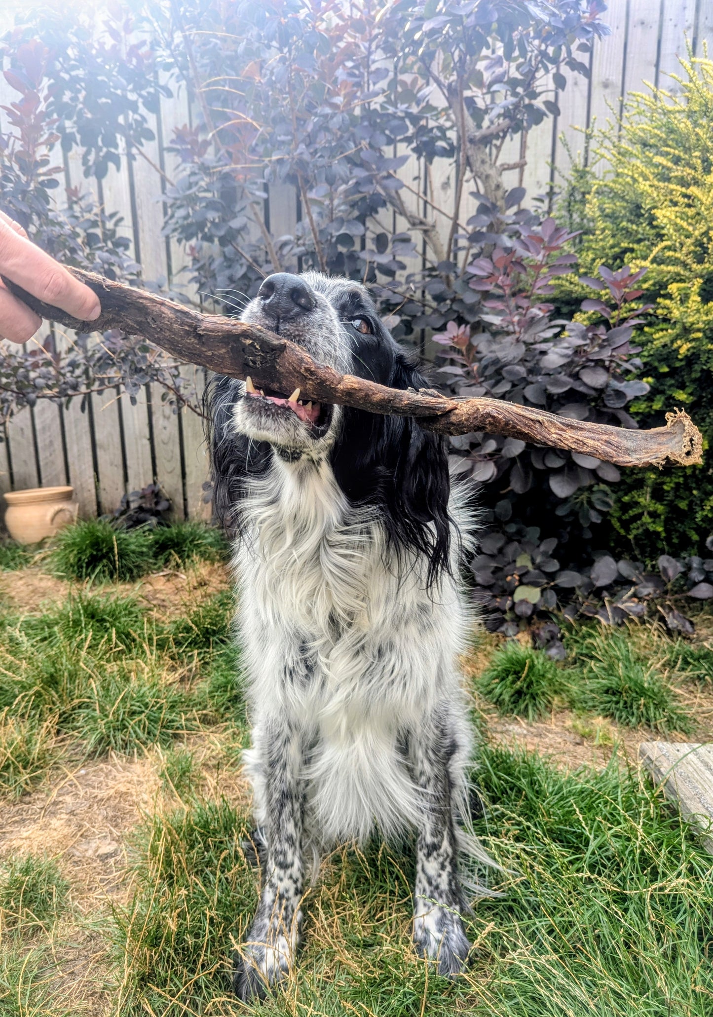 Giant Bully Jerky