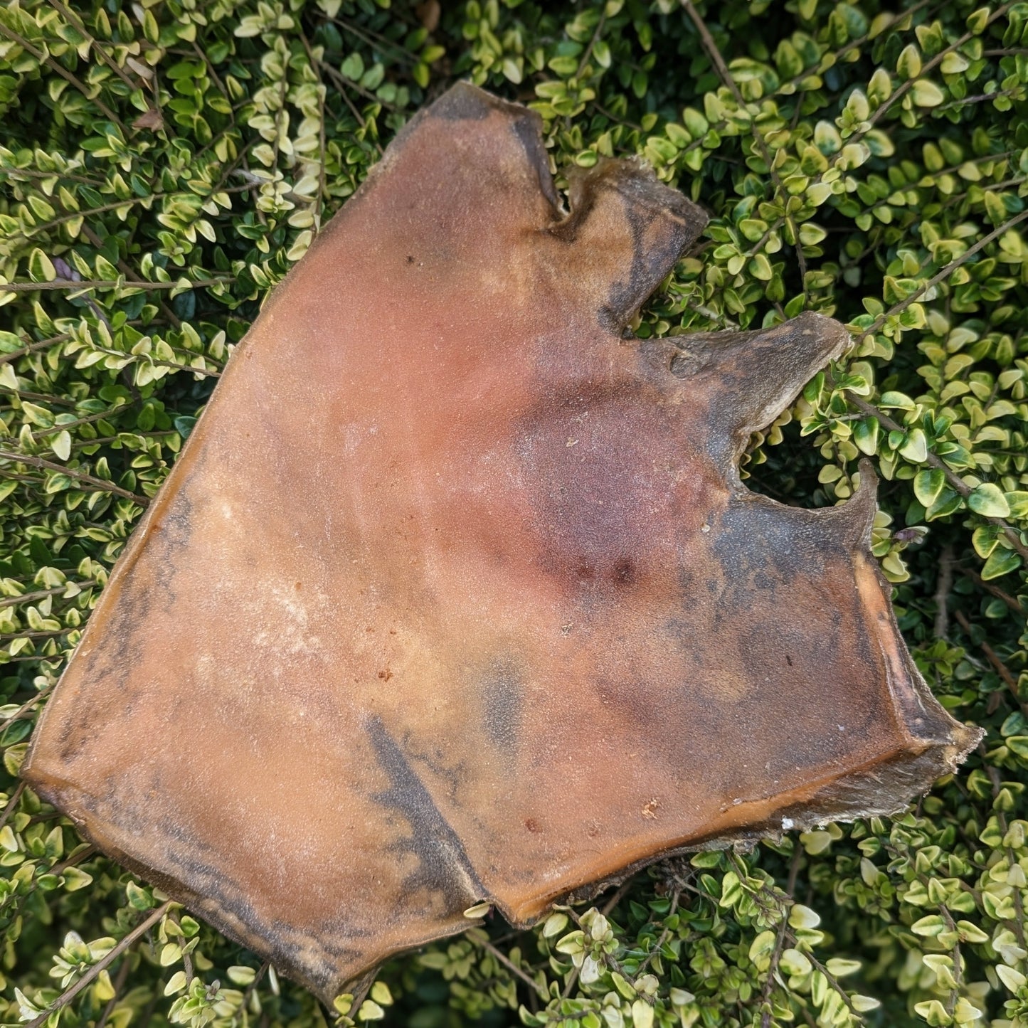 Camel Skin Plates
