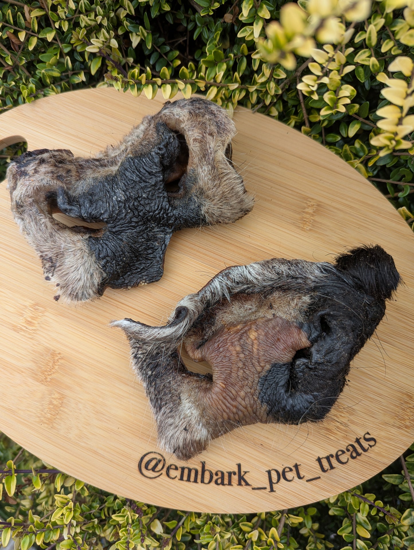 Hairy Cow Snout