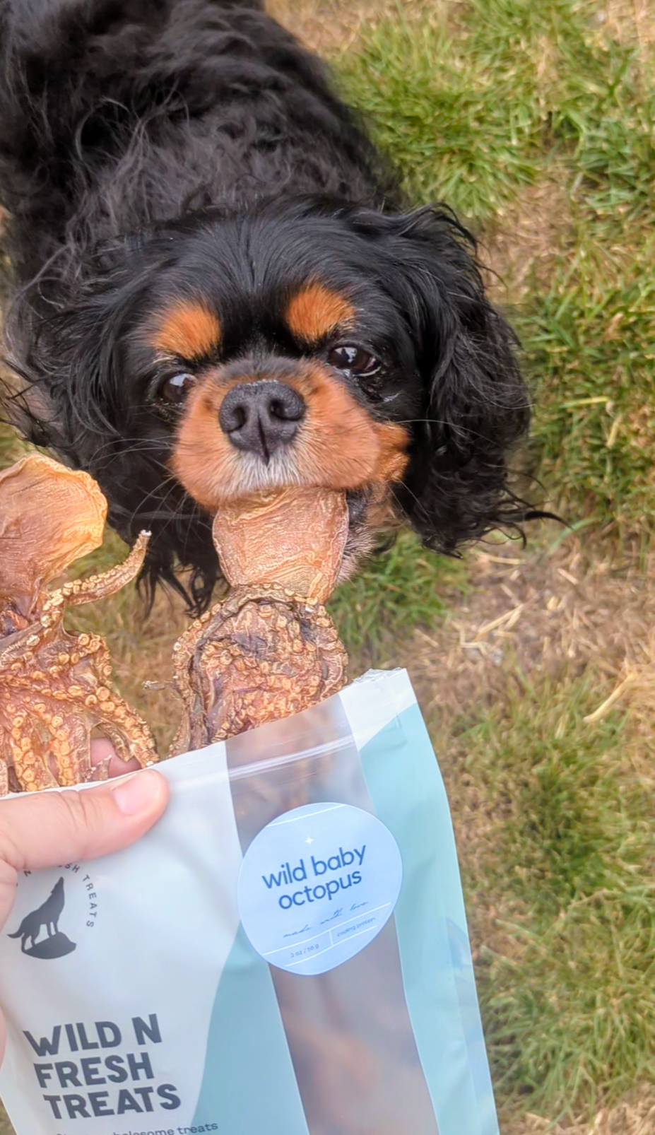 Somethin' Fishy Bundle - Natural Seafood Dog Treats Bundle
