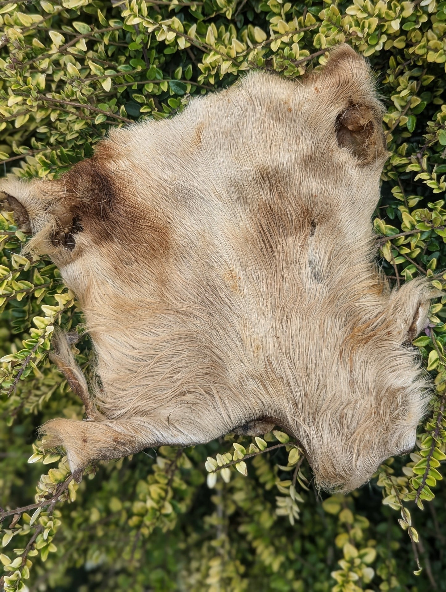 Hairy Beef Bark