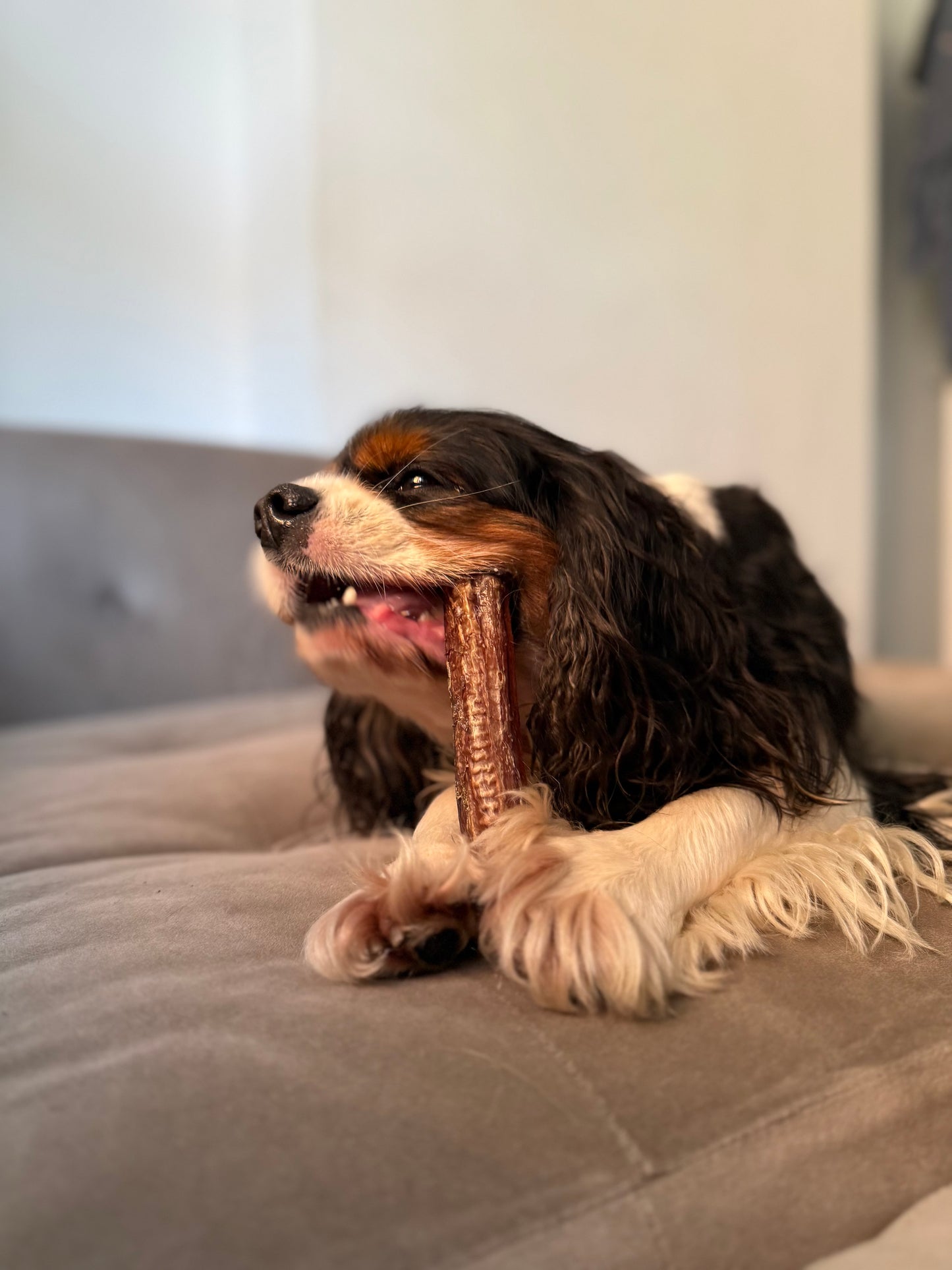 JR Pet Products Ostrich Straws