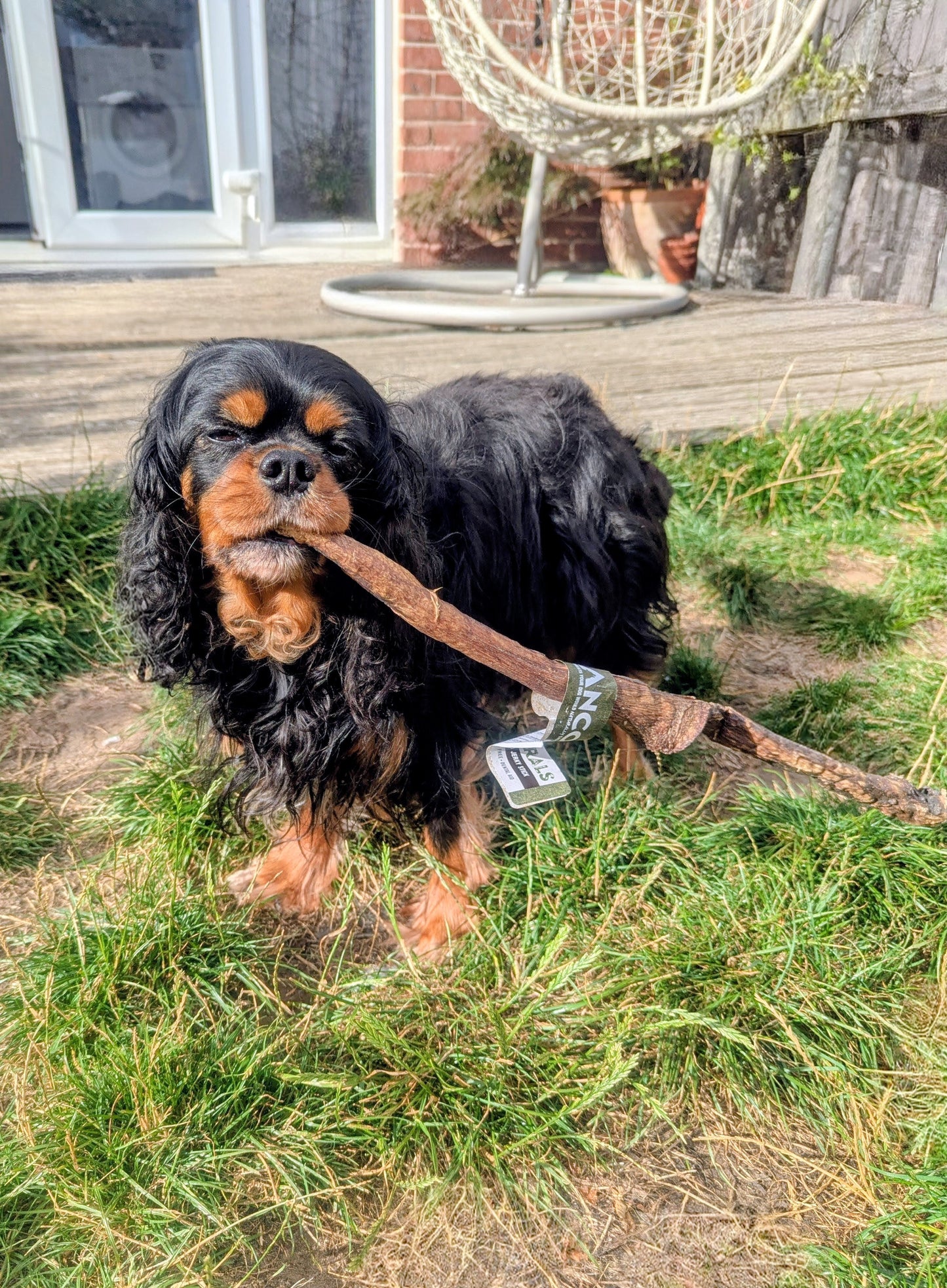 Giant Bully Jerky