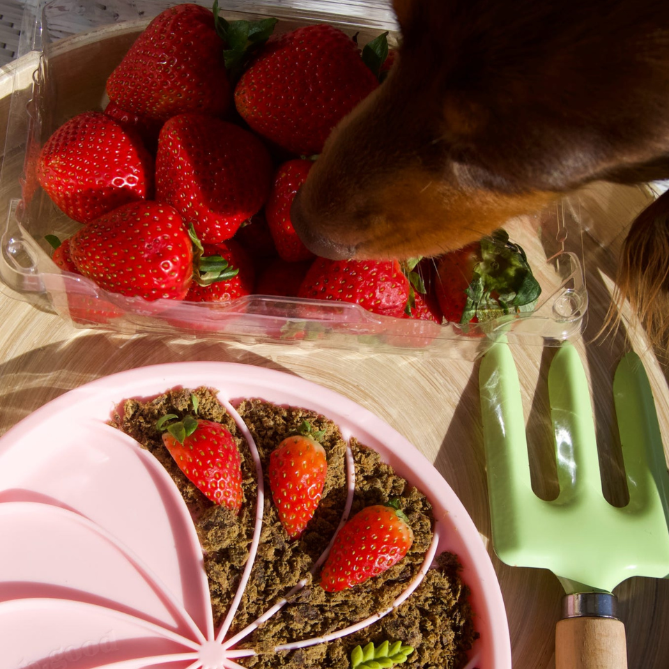 Ollie B. Good Wheelies Lick Mat & Lid | Strawberry | Enrichment Mat For Pets