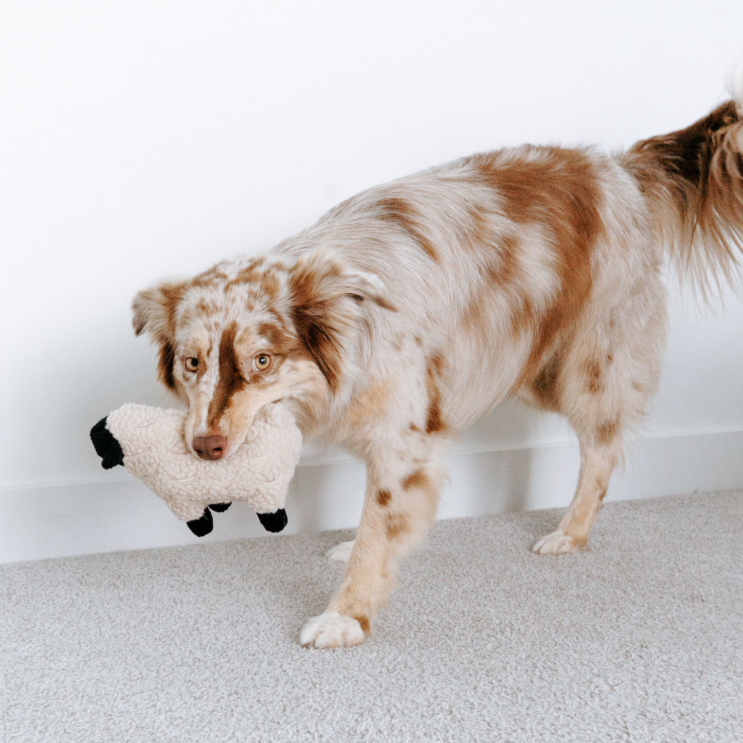 Lambwolf Dolly Sheep | Squeaker + Cuddle Dog Toy