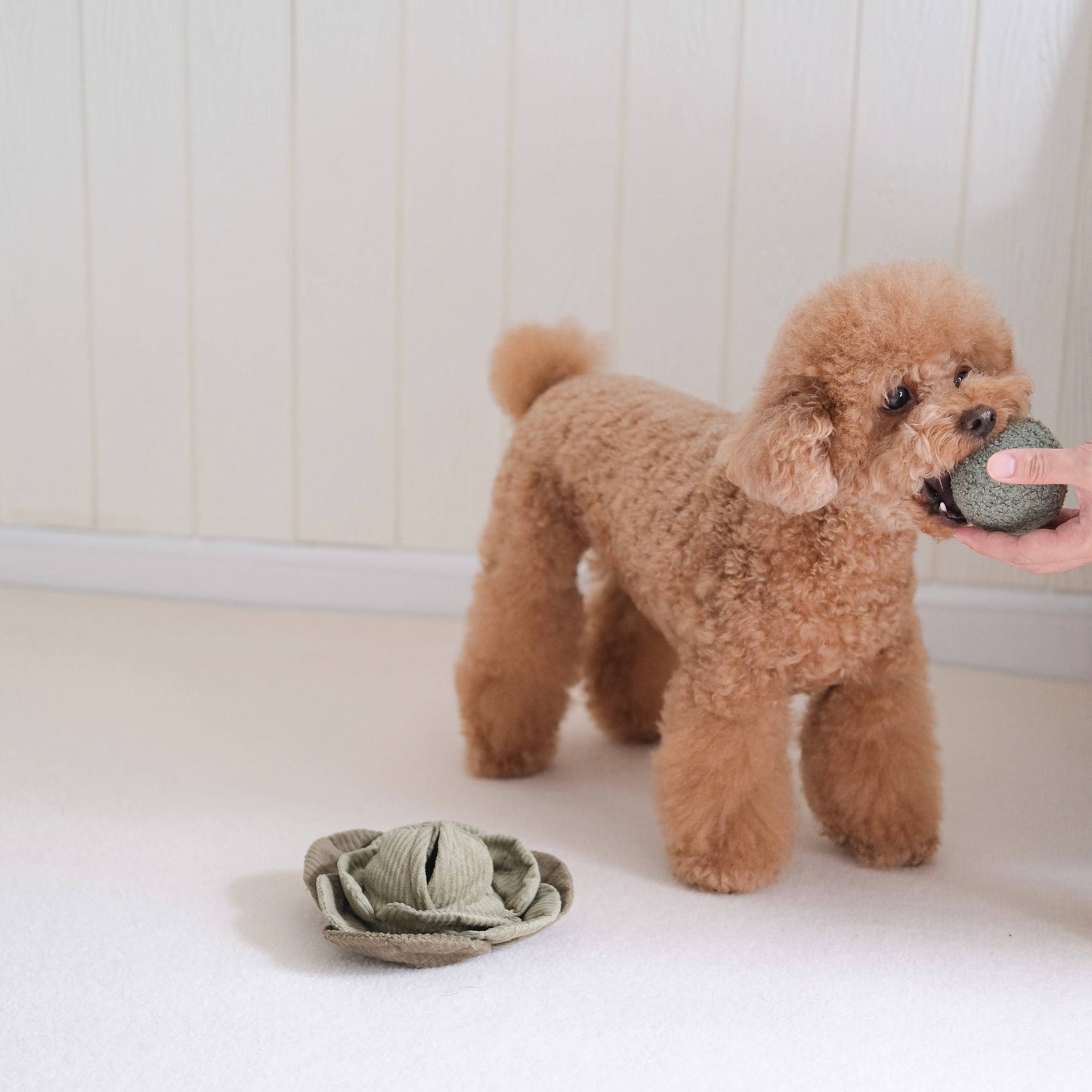 Lambwolf Cabbage Pop Enrichment Dog Toy | Squeaky + Snuffle Ball