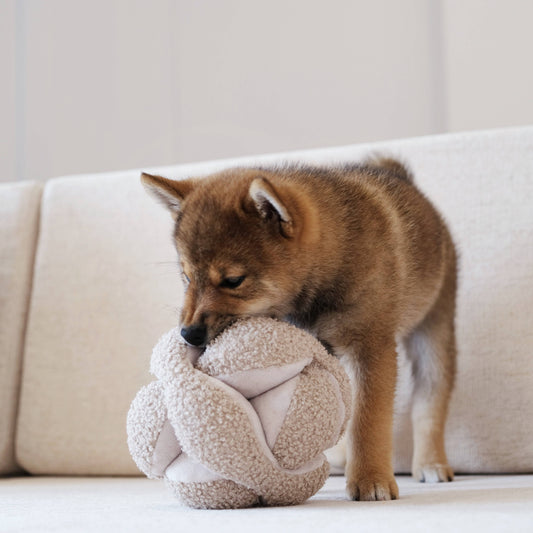 Dog playing with a plush enrichment ball on a light-coloured couch