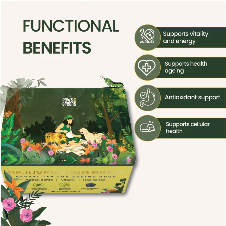 A product marketing graphic for Paws For Greens Rejuvenating Brew herbal tea for ageing dogs. The image features a box of the tea with an illustrated forest scene showing a woman and two dogs, alongside four dark green circular icons detailing functional benefits: vitality and energy, health ageing, antioxidant support, and cellular health.