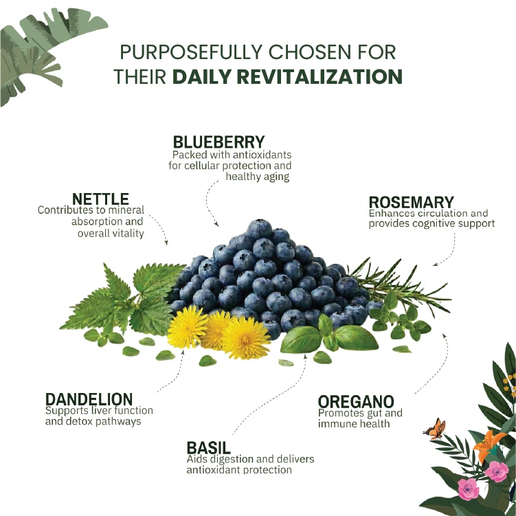 An infographic titled 'PURPOSEFULLY CHOSEN FOR THEIR DAILY REVITALIZATION' shows a central pile of blueberries surrounded by labelled herbs and flowers: blueberry, nettle, rosemary, dandelion, oregano, and basil. Decorative botanical illustrations frame the corners on a white background.
