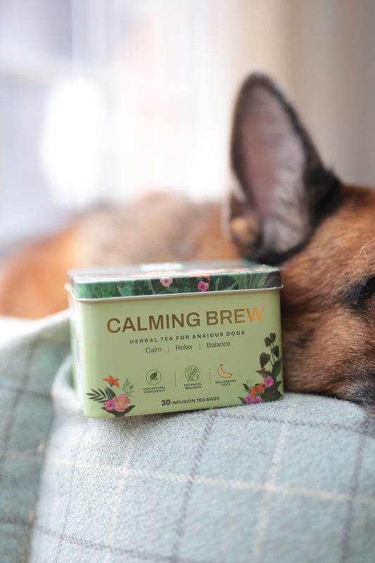A small rectangular tin labeled 'CALMING BREW' sits on a light blue plaid blanket next to a sleeping dog with its ear visible in the foreground.
