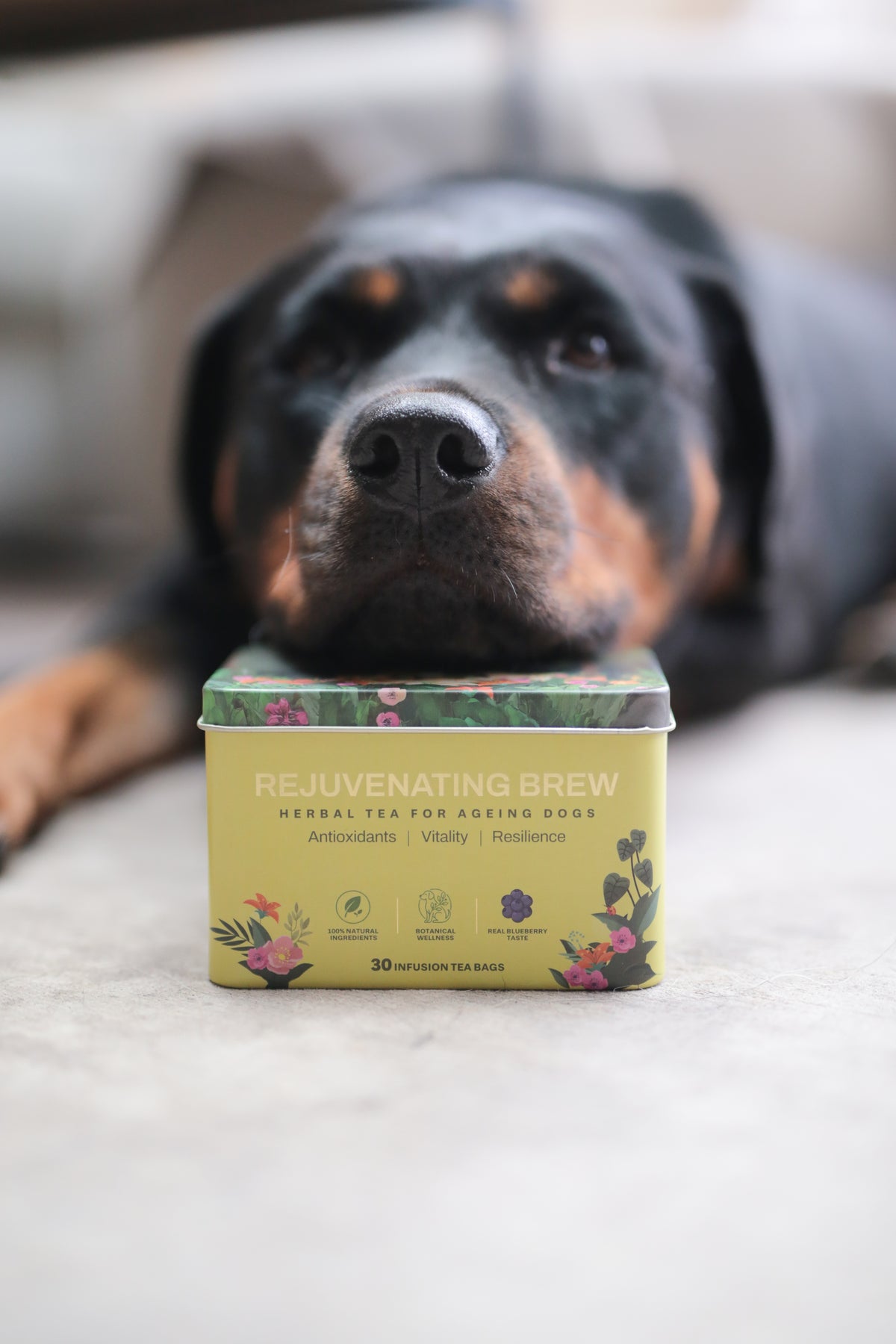 A Rottweiler dog lays with its chin resting on a small yellow-green tea tin labelled 'REJUVENATING BREW' on a light concrete surface.