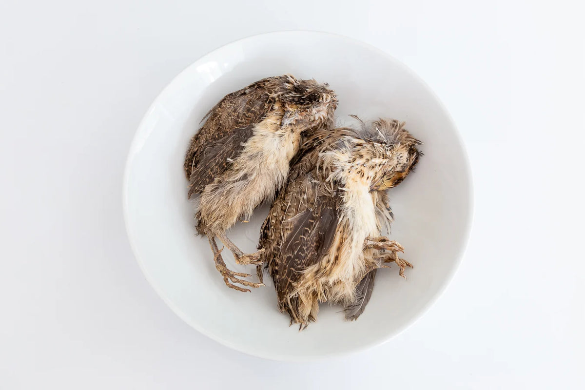 Dehydrated Whole Prey Quail With Feathers