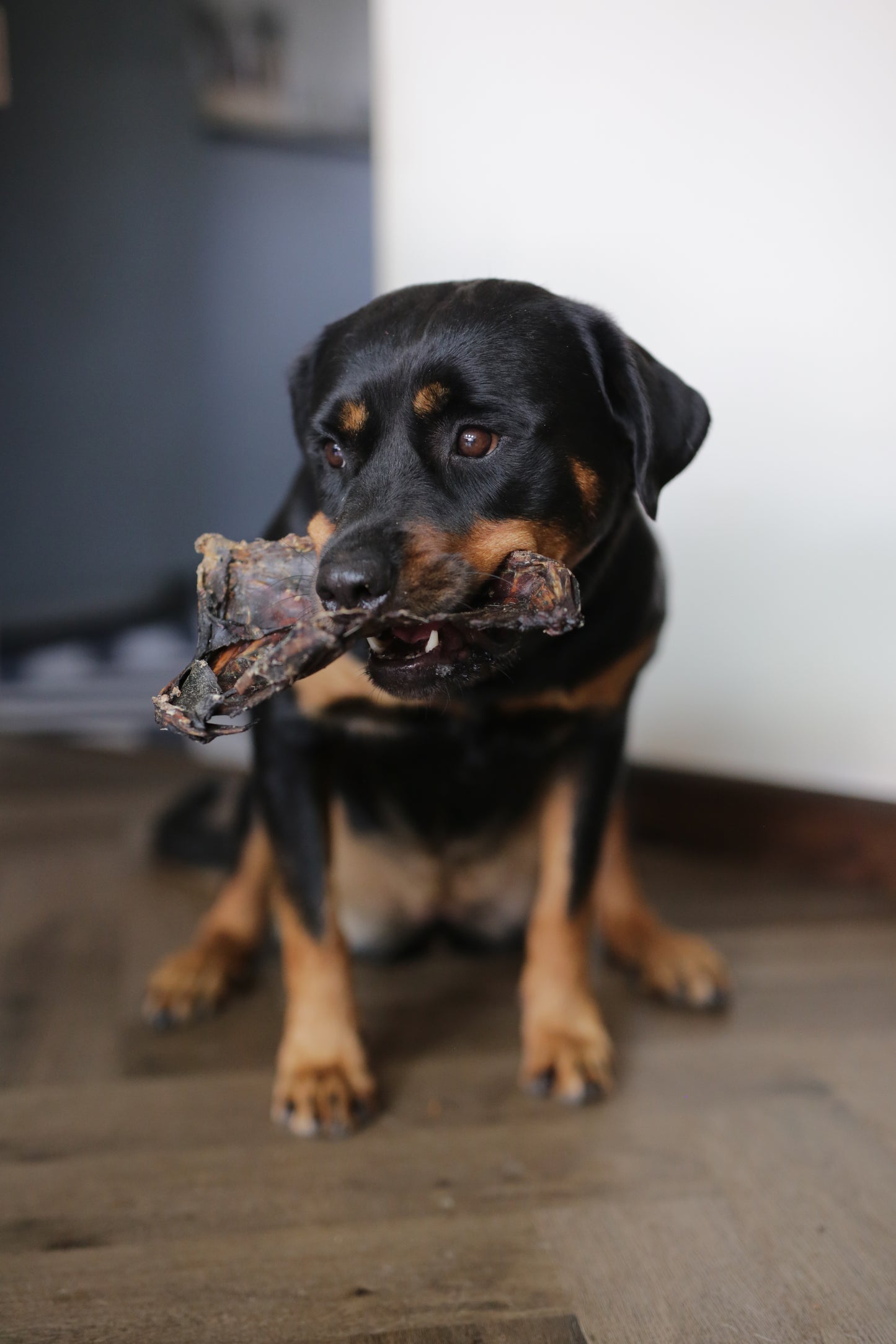 Roe Deer Ribs | Natural Long Lasting Dog Chews