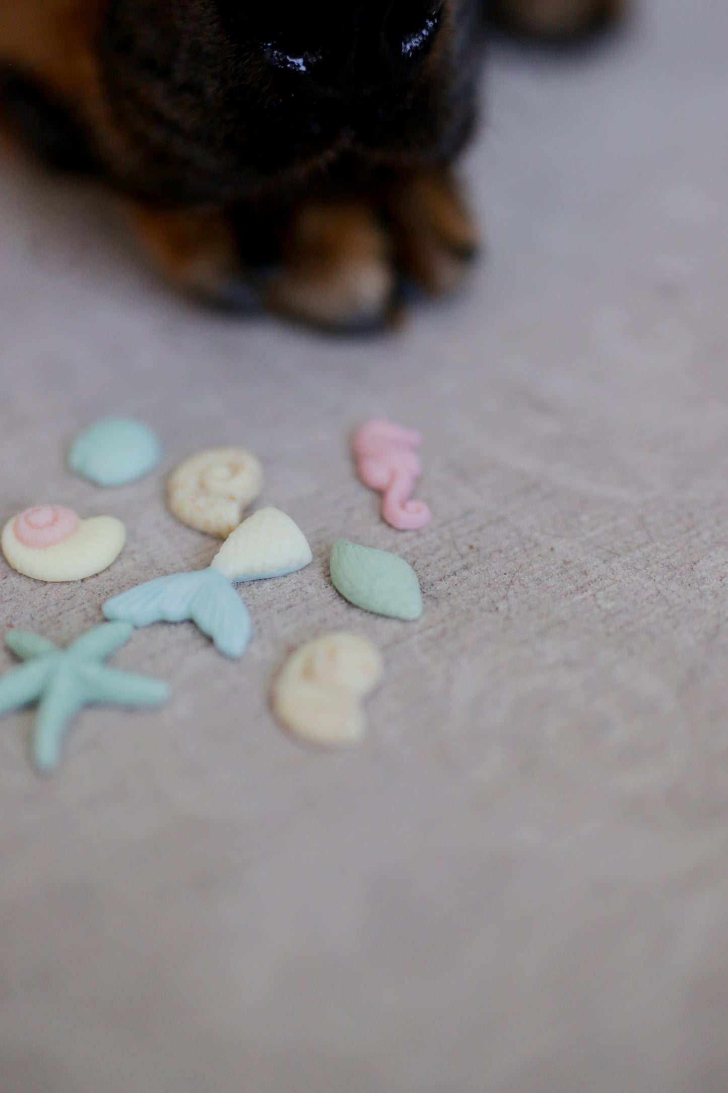 Little Paws Sandy Beach Treasures