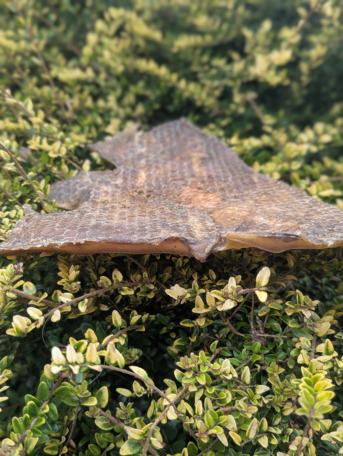 Camel Skin Plates