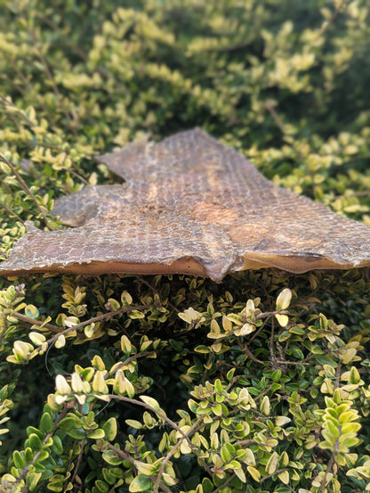 Camel Skin Plates