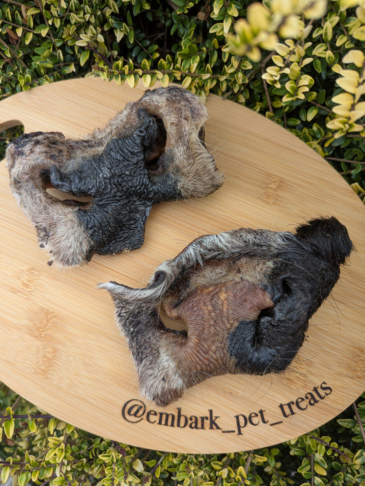 Hairy Cow Snout