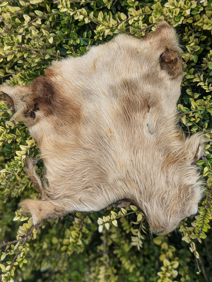 Hairy Beef Bark