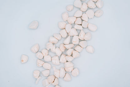 Freeze Dried Scallops